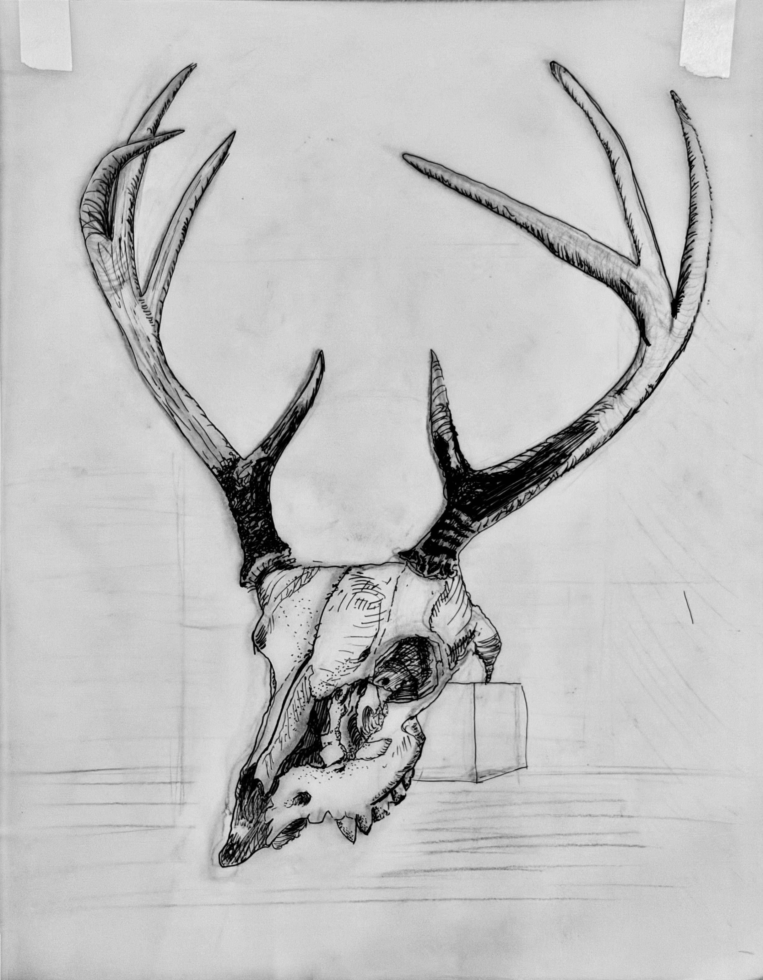 Skull