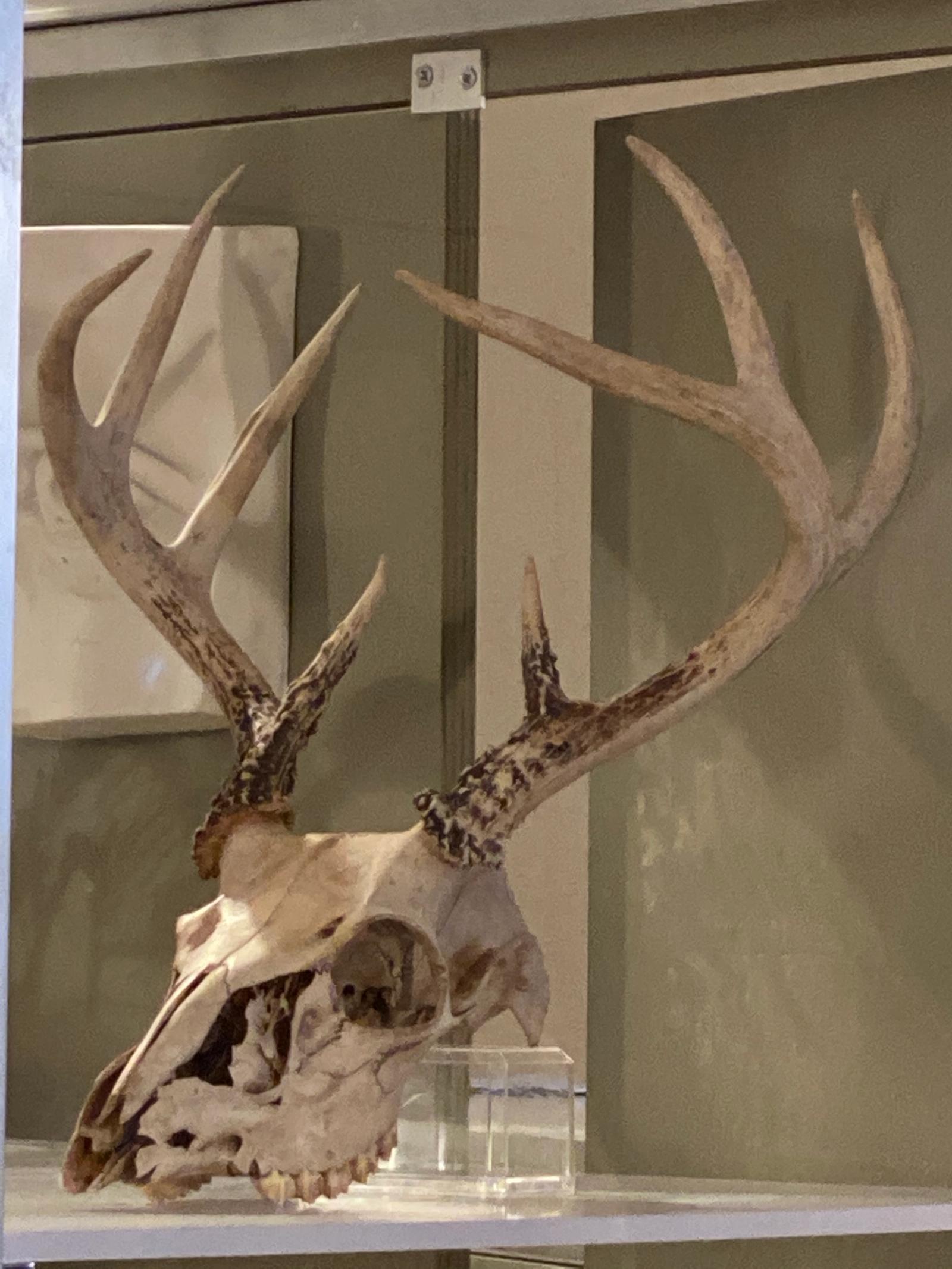 Skull reference